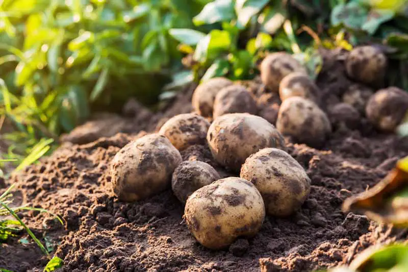 How-to-Grow-Potatoes-Cover