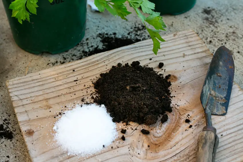 epsom-salt-for-your-plants-and-garden