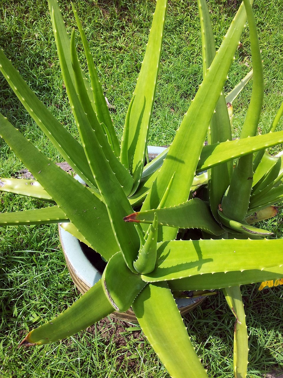 How to plant aloe vera leaf without roots