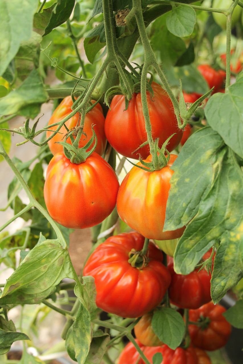 how to prune a beefsteak tomato plant