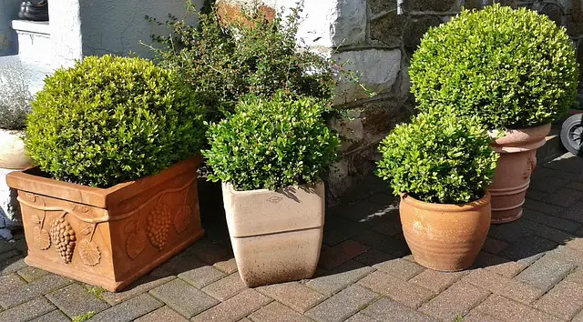 what to plant in front of boxwoods