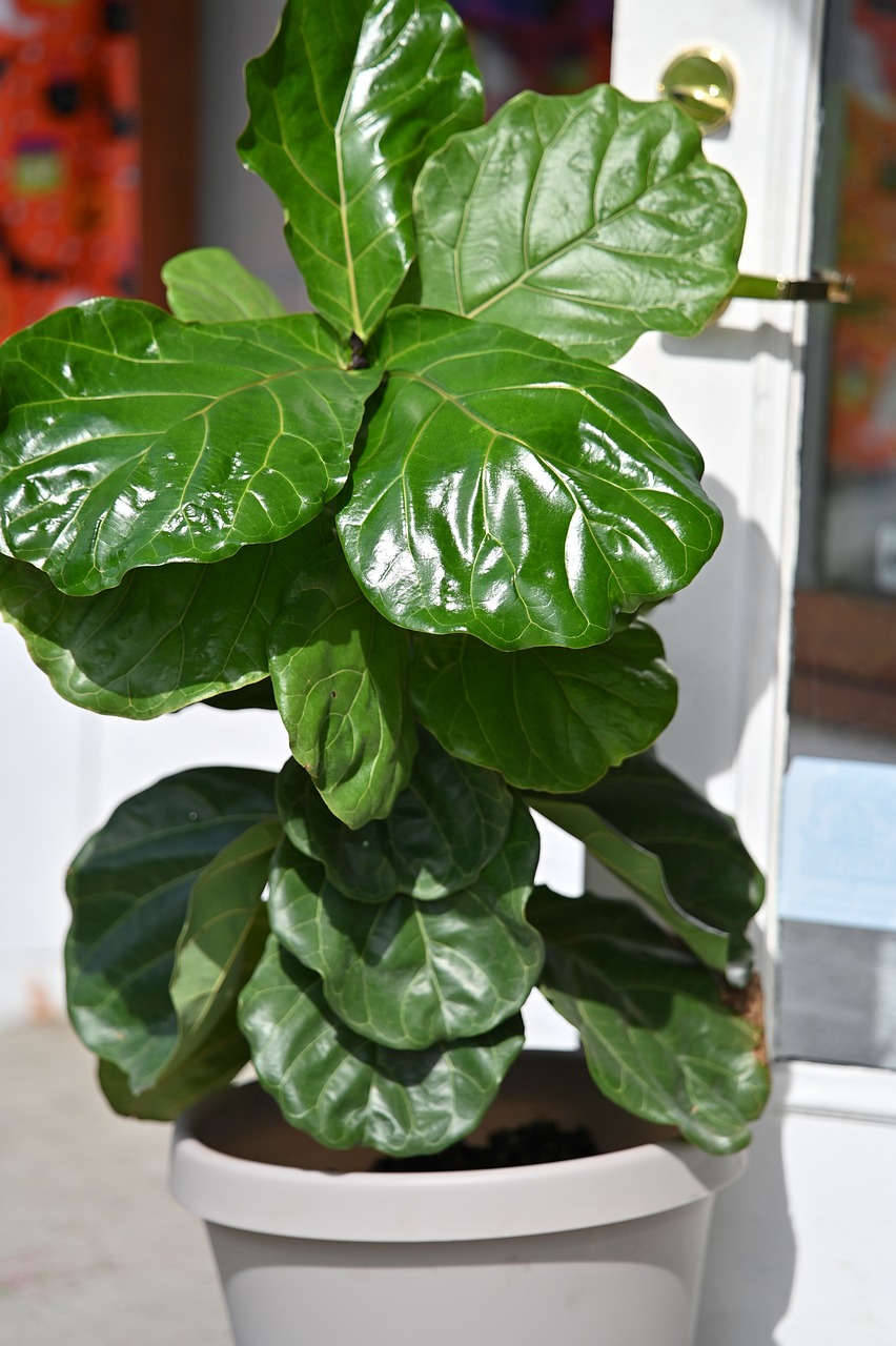 how to propagate a fiddle leaf fig