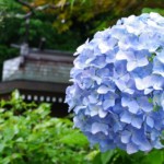How to Care for Mathilda Gutges Hydrangea