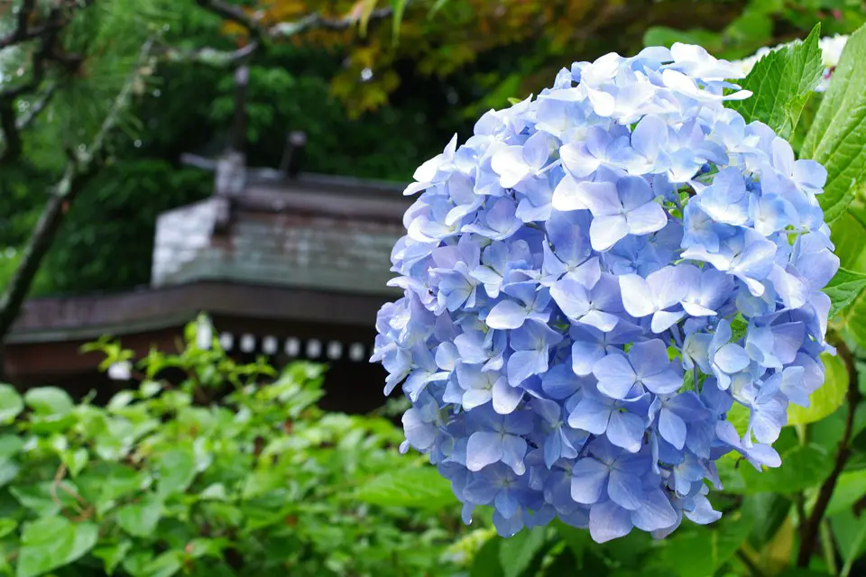 How to Care for Mathilda Gutges Hydrangea