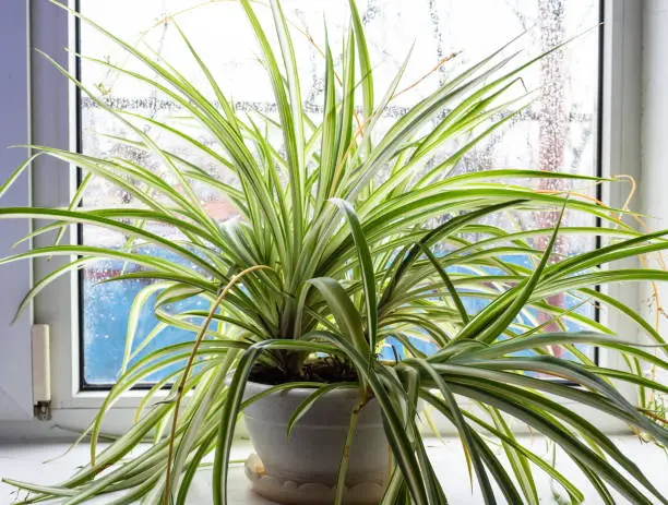 HOW TO MAKE A SPIDER PLANT BUSHIER