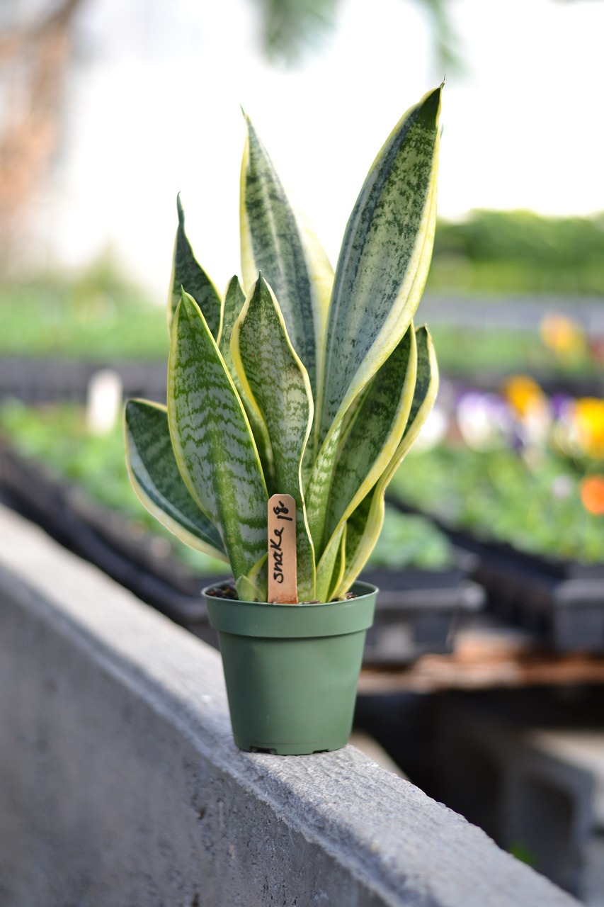 how to propagate a snake plant