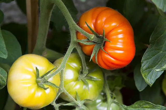 Prune Determinate Tomatoes